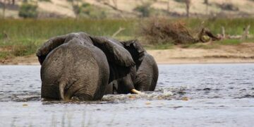 In Botswana, a conservation success story has come with deadly consequences – Australian Broadcasting Corporation