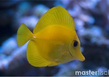 Hawaii doctor accused of attempting to kill wife pleads not guilty – NBC News