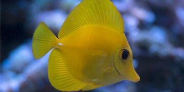 Hawaii doctor accused of attempting to kill wife pleads not guilty – NBC News