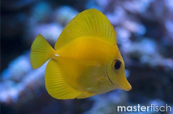 Hawaii doctor accused of attempting to kill wife pleads not guilty – NBC News