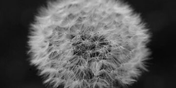 Obituary information for Edgar Octavio Montenegro Jr. – Langeland Family Funeral Homes