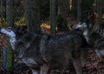 Lithuanians pay tribute to US soldiers who died in training exercise tragedy – Atlantic Council