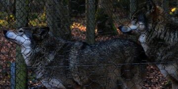 Lithuanians pay tribute to US soldiers who died in training exercise tragedy – Atlantic Council