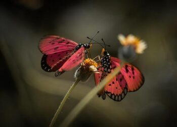 Marco Rubio’s bodyguard arrested in Belgium after drunken altercation over hotel bar – Times of India