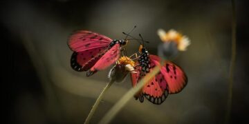 Marco Rubio’s bodyguard arrested in Belgium after drunken altercation over hotel bar – Times of India