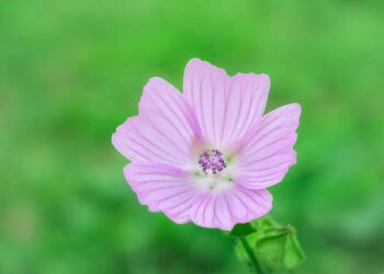 Musk wants a ‘zero tariff situation’, ‘free trade zone’ for Europe – NBC News