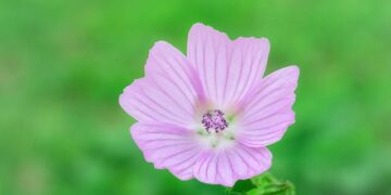 Musk wants a ‘zero tariff situation’, ‘free trade zone’ for Europe – NBC News