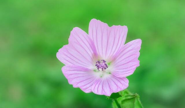 Musk wants a ‘zero tariff situation’, ‘free trade zone’ for Europe – NBC News