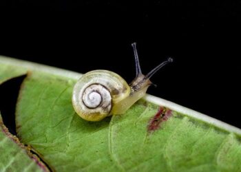 In Tunisia, Snails Inch Toward Replacing Red Meat as People Turn to Cheaper Protein – The National Herald