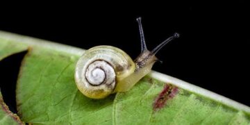 In Tunisia, Snails Inch Toward Replacing Red Meat as People Turn to Cheaper Protein – The National Herald