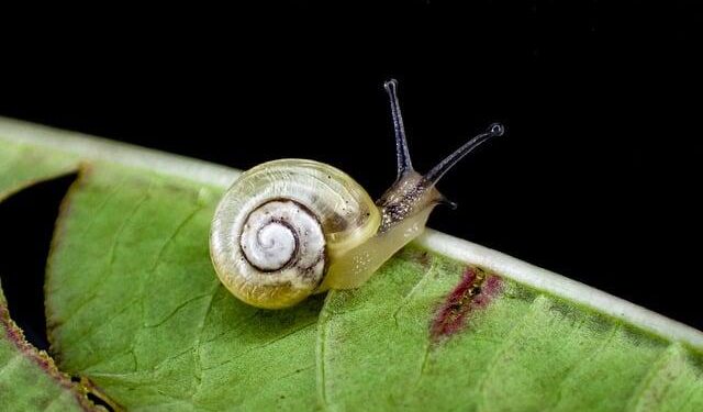 In Tunisia, Snails Inch Toward Replacing Red Meat as People Turn to Cheaper Protein – The National Herald