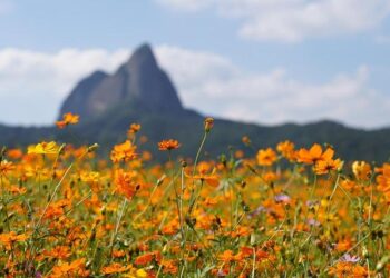 South Sudanese children die as US aid cuts shutter medical services: NGO – Al Jazeera