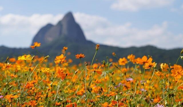 South Sudanese children die as US aid cuts shutter medical services: NGO – Al Jazeera