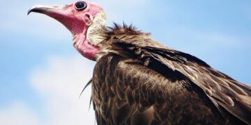 First Lady of Sierra Leone Visits Church Sites in Utah – newsroom.churchofjesuschrist.org