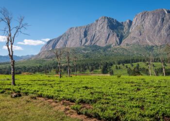 Malawi Youth Leader Calls for Africa to Unleash Youth Potential, Wage War on Poverty – ENA English