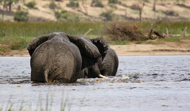 Driving Progress: Botswana prepares for historic UN conference on landlocked countries – UN News