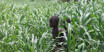 Mali holding seized Barrick gold at state-owned bank BMS, sources say – Reuters