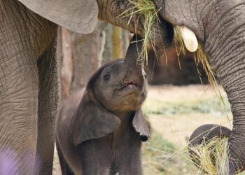 Elephants hate bees – here’s why that’s good news for Kenyan farmers – BBC