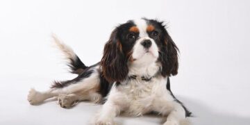 King Charles becomes Samoan ‘high chief’ and drinks narcotic kava at welcoming ceremony – The Guardian