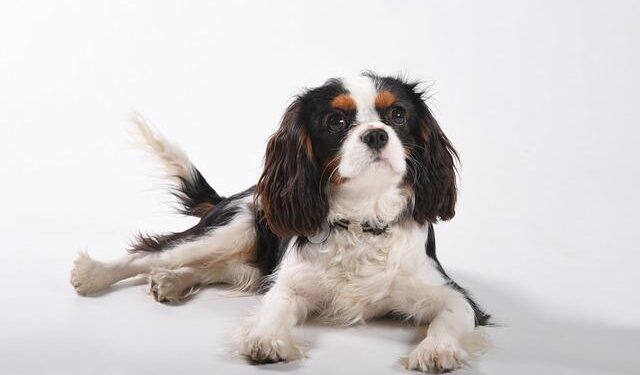King Charles becomes Samoan ‘high chief’ and drinks narcotic kava at welcoming ceremony – The Guardian