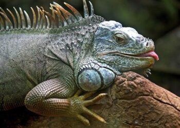 Iguanas reached Fiji by floating 8,000 kilometres across the sea – Nature