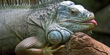 Iguanas reached Fiji by floating 8,000 kilometres across the sea – Nature