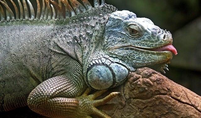 Iguanas reached Fiji by floating 8,000 kilometres across the sea – Nature