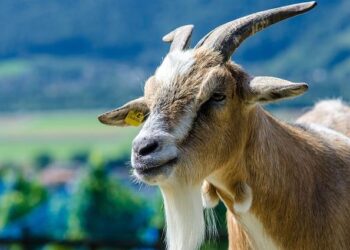 Heidi and high-tech in the Swiss pavilion in Osaka – SWI swissinfo.ch