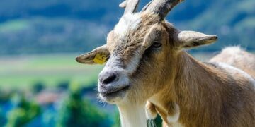 Heidi and high-tech in the Swiss pavilion in Osaka – SWI swissinfo.ch