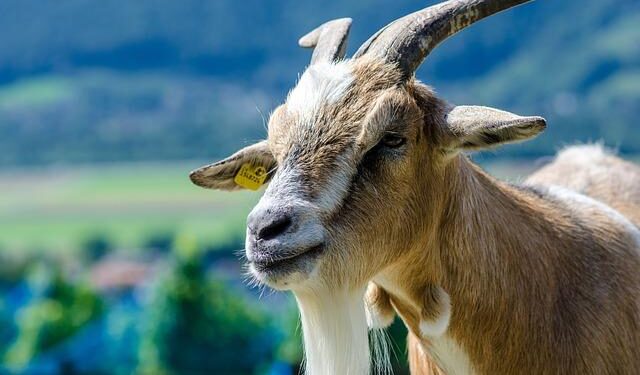 Heidi and high-tech in the Swiss pavilion in Osaka – SWI swissinfo.ch