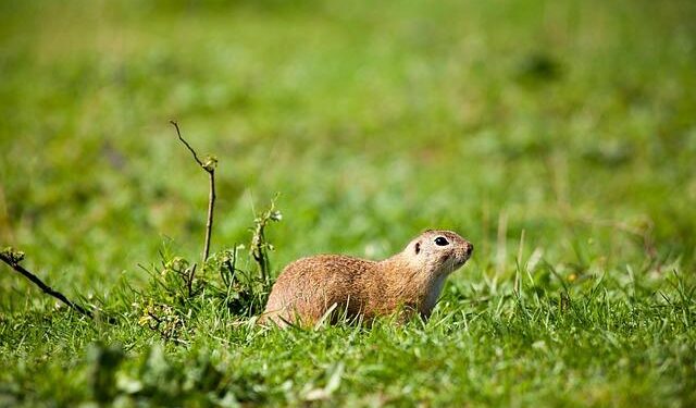 The tiny European country with no airport and overflowing with millionaires – Daily Express