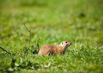 European Gas Jumps as US Tariff Pause Eases Demand Concerns – Bloomberg.com