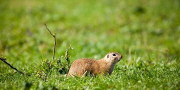 European Gas Jumps as US Tariff Pause Eases Demand Concerns – Bloomberg.com