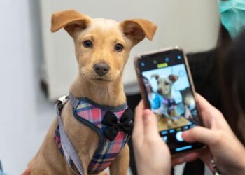 ADOPT TODAY: Meet Togo – WWMT