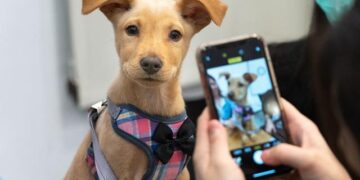 ADOPT TODAY: Meet Togo – WWMT