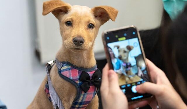 ADOPT TODAY: Meet Togo – WWMT