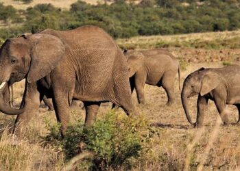 Expelled South African ambassador returns home and says will wear US sanction as ‘badge of dignity’ – AP News