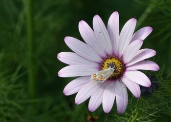 The Guadalcanal Campaign: US Returns to Recover – pacom.mil