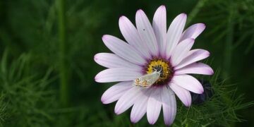 The Guadalcanal Campaign: US Returns to Recover – pacom.mil