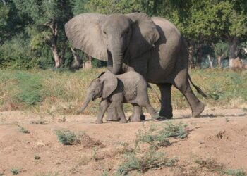 Zimbabwe makes first compensation payments to white farmers over land seizures – chronicleonline.com