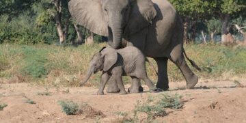 Zimbabwe makes first compensation payments to white farmers over land seizures – chronicleonline.com