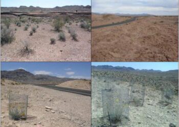 Giving back to the desert in Mauritania – fao.org