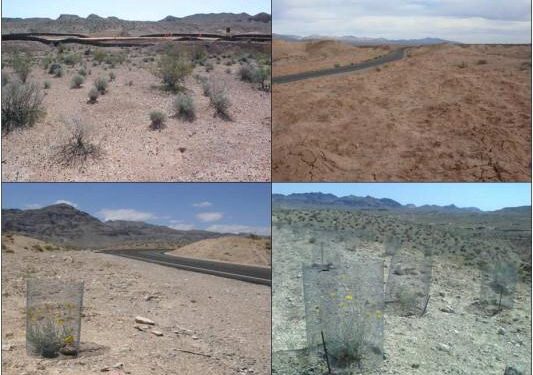 Giving back to the desert in Mauritania – fao.org