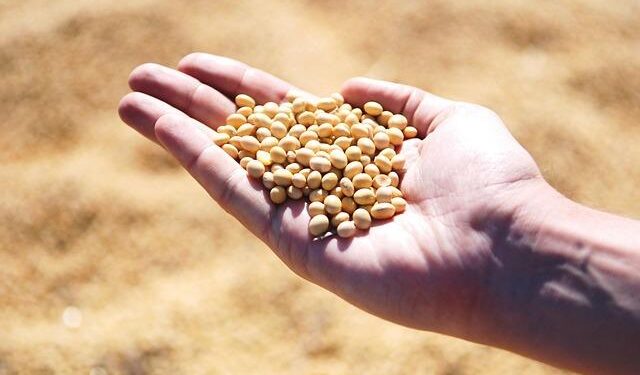 High soybean prices in Zambia and Malawi may make chicken costly too: lack of competition is to blame – The Conversation