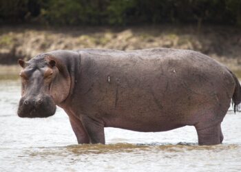 DR Congo: Anthrax kills dozens of hippos in Virunga National Park – BBC