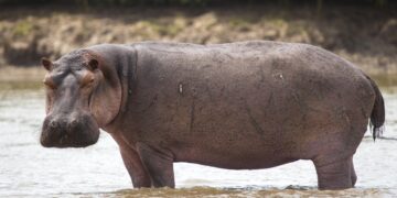 DR Congo: Anthrax kills dozens of hippos in Virunga National Park – BBC