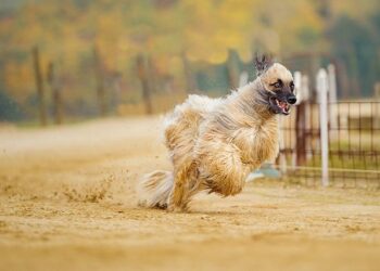 Trump Ends Protected Status for Thousands of Afghans, Cameroonians – U.S. News & World Report