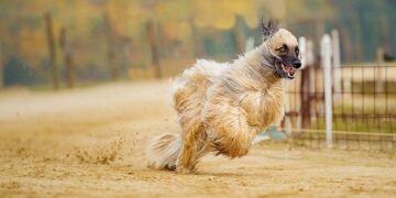 Trump Ends Protected Status for Thousands of Afghans, Cameroonians – U.S. News & World Report