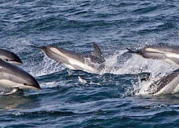 BREAKING NEWS: 130 White-sided Dolphins Slaughtered In The Faroe Islands – Sea Shepherd Conservation Society