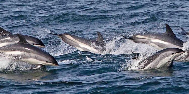 BREAKING NEWS: 130 White-sided Dolphins Slaughtered In The Faroe Islands – Sea Shepherd Conservation Society
